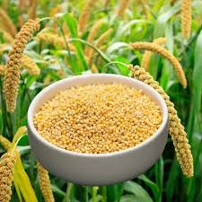 Foxtail millet apple